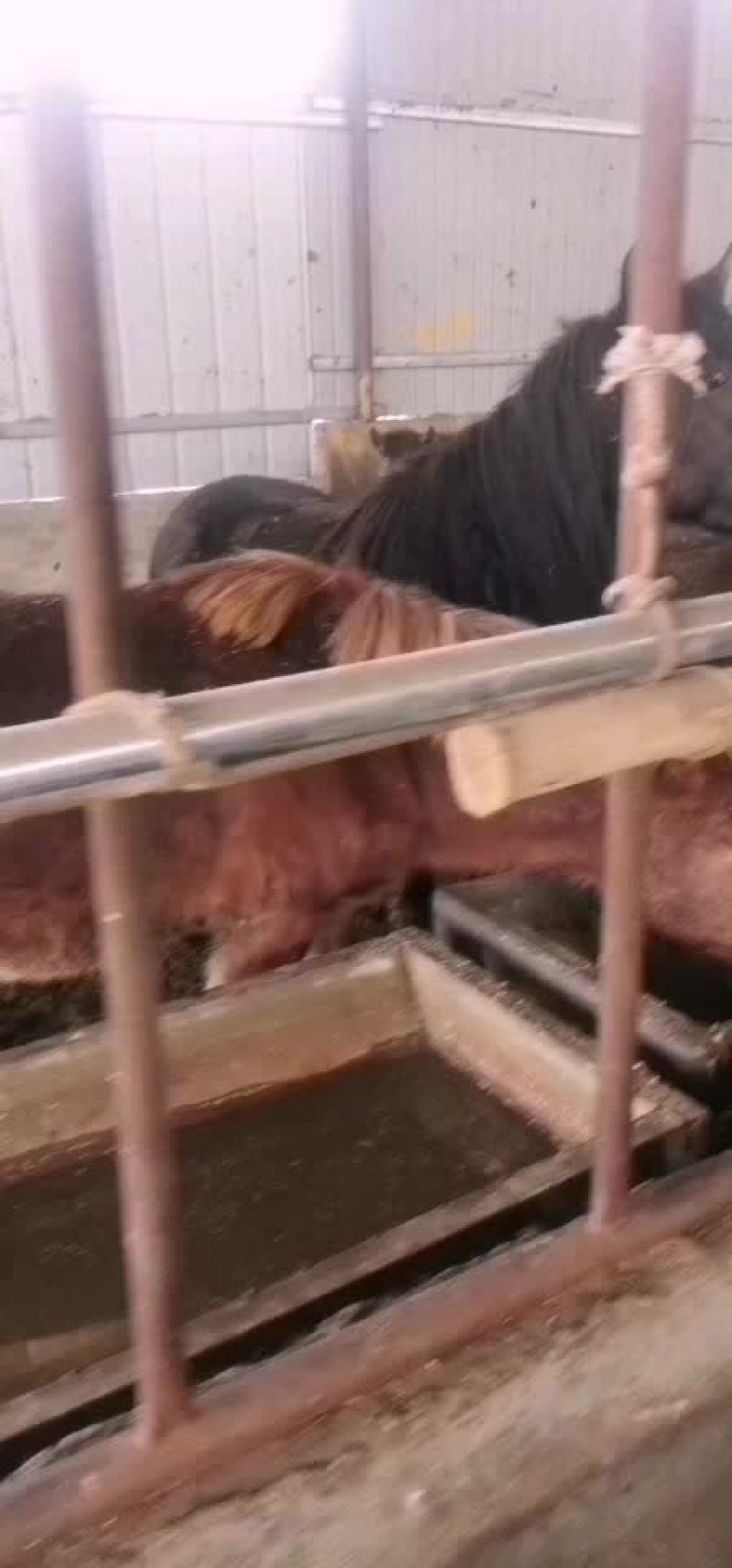 马放养马上市销售肉马骑乘马诚招全国各地客商前来选购