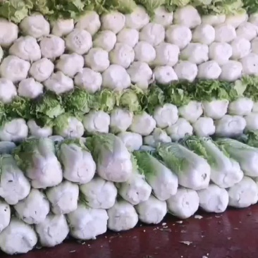 新三号大白菜