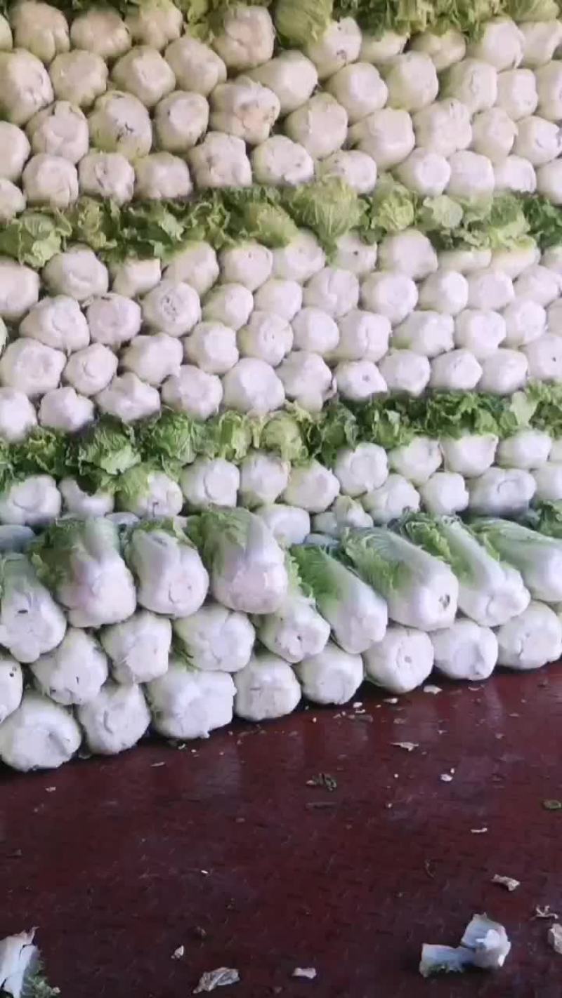 新三号大白菜