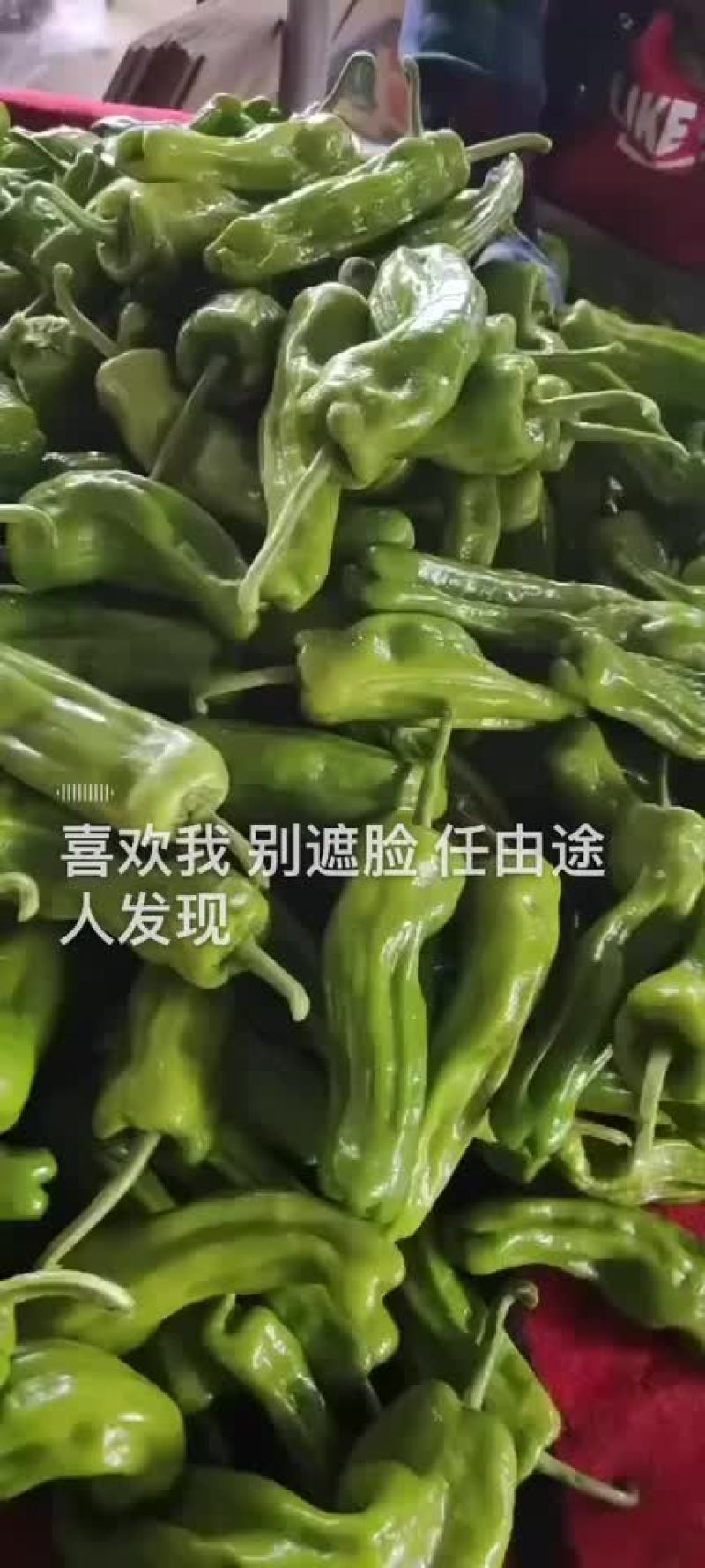 泡椒1.9