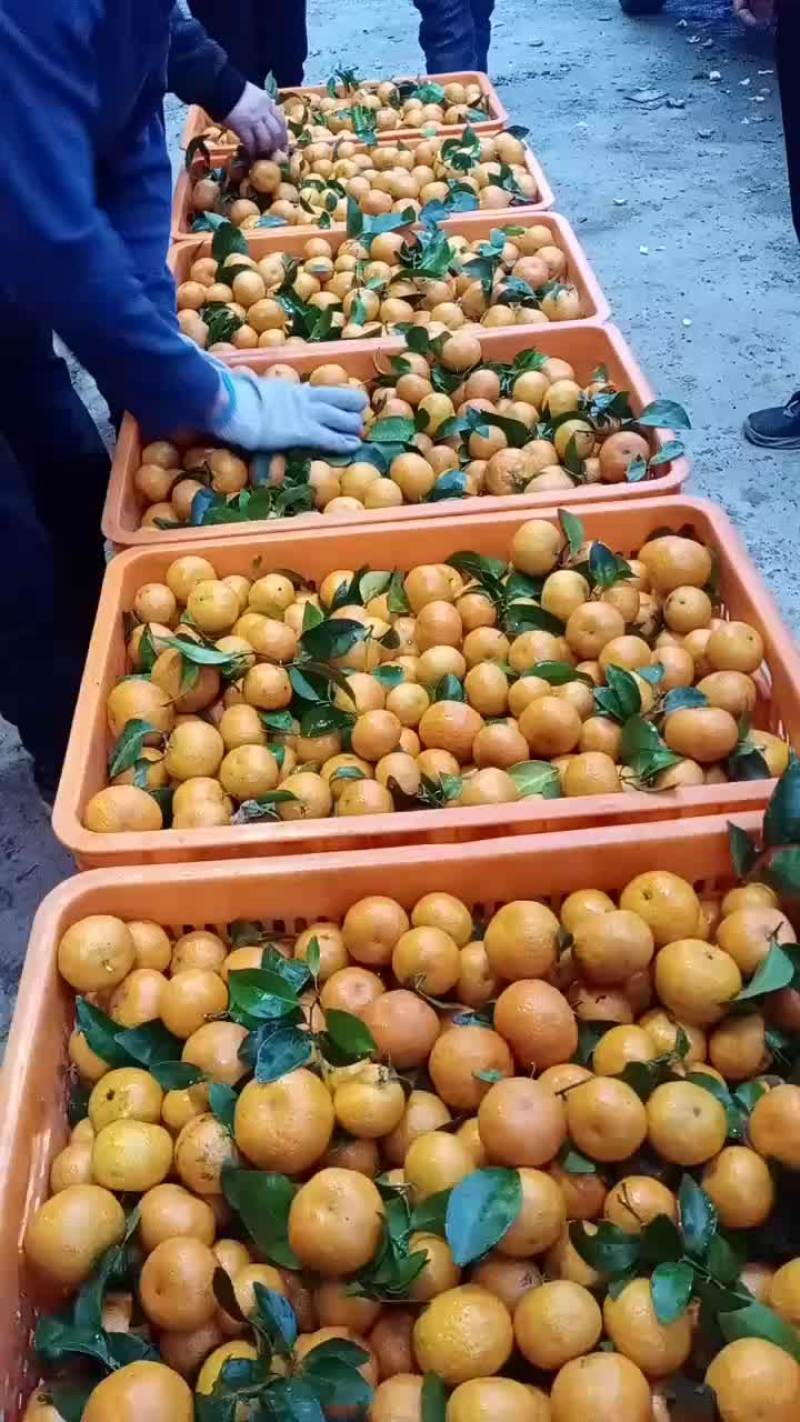 精品沙糖桔，皮薄，口感甜
