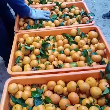 精品沙糖桔，皮薄，口感甜