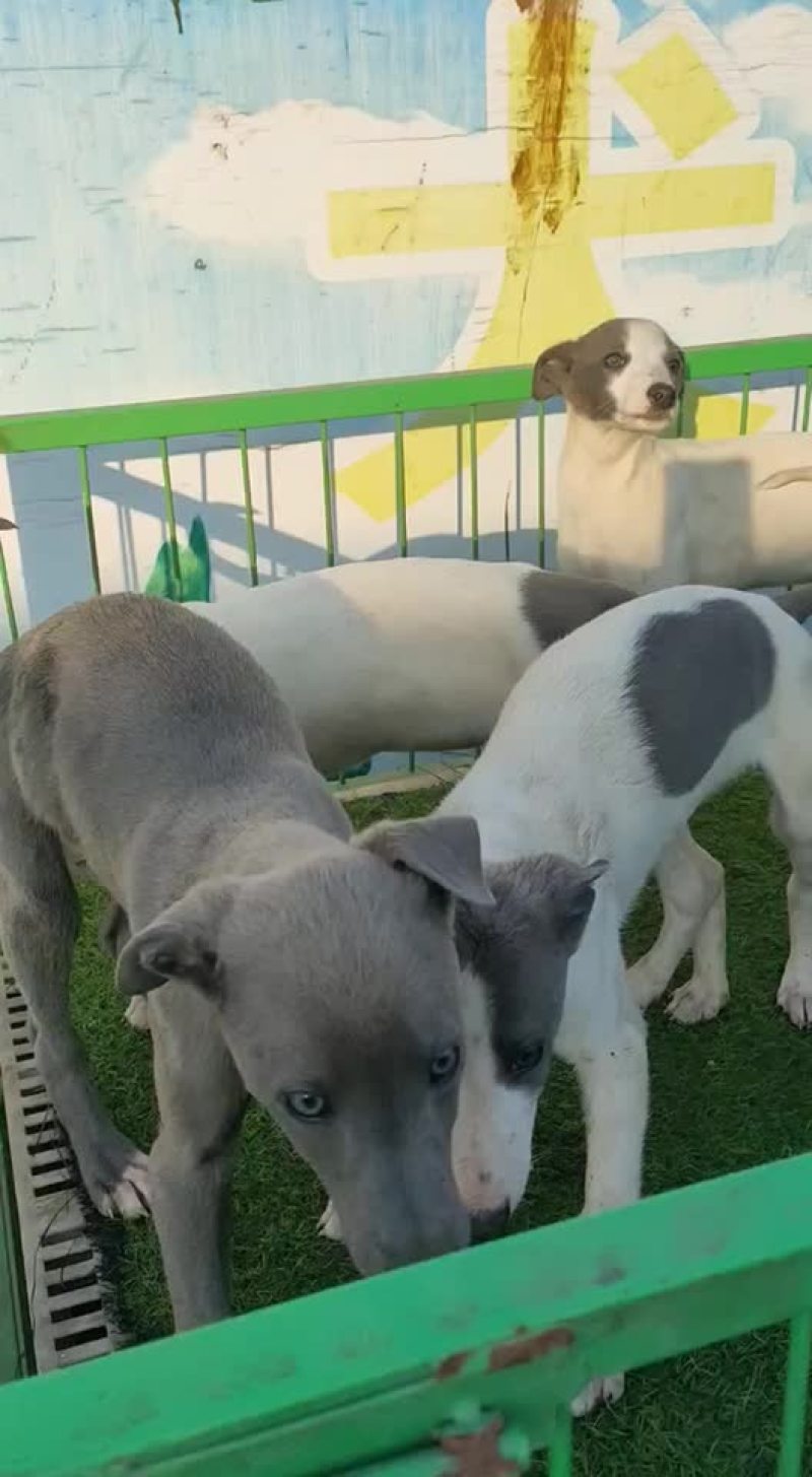 纯种猎兔犬格力格惠惠比特