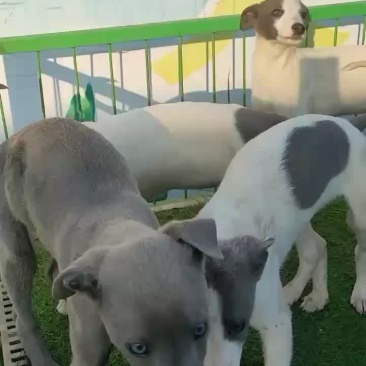 纯种猎兔犬格力格惠惠比特