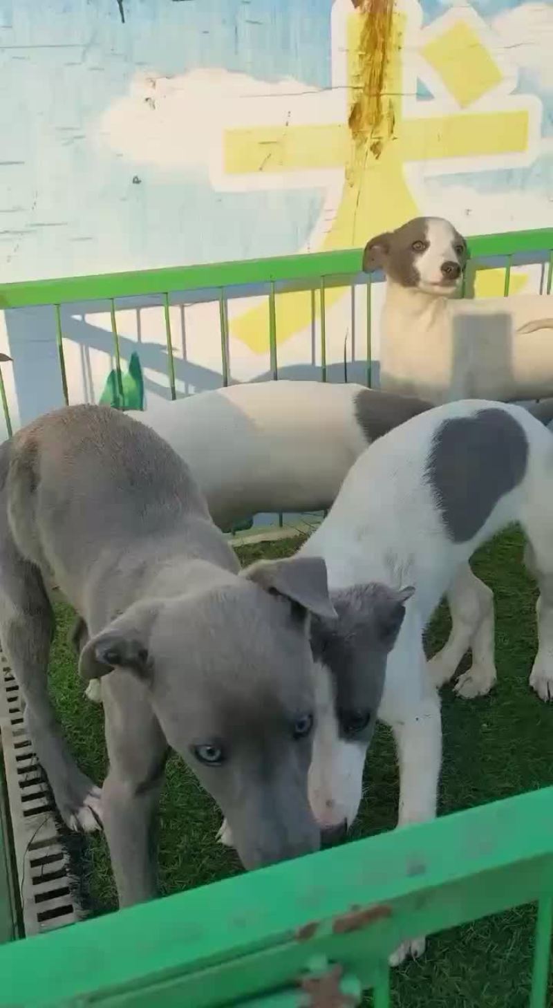 纯种猎兔犬格力格惠惠比特