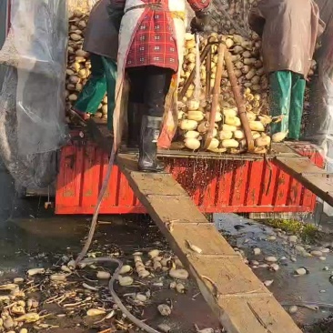 莲藕，新鲜莲藕装车中，莲藕皮白肉嫩，口感甜脆，条形均匀，