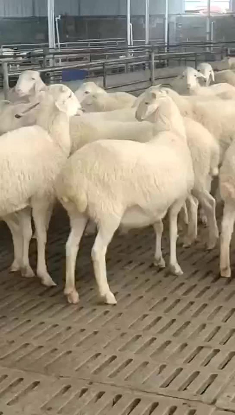 澳洲白绵羊怀孕母羊免费送货货到付款一只也包邮