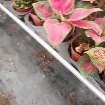 90的红如意
