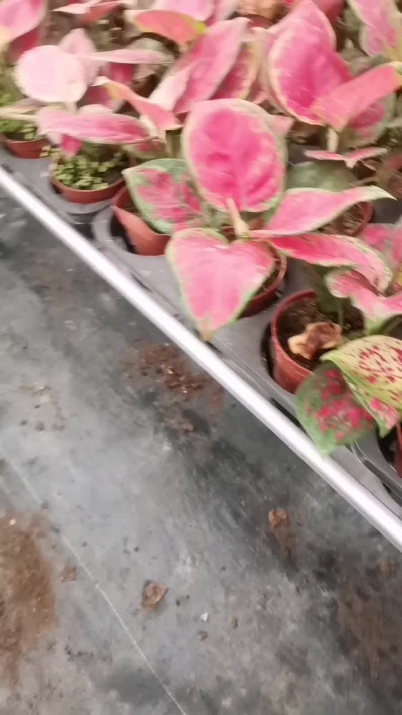90的红如意