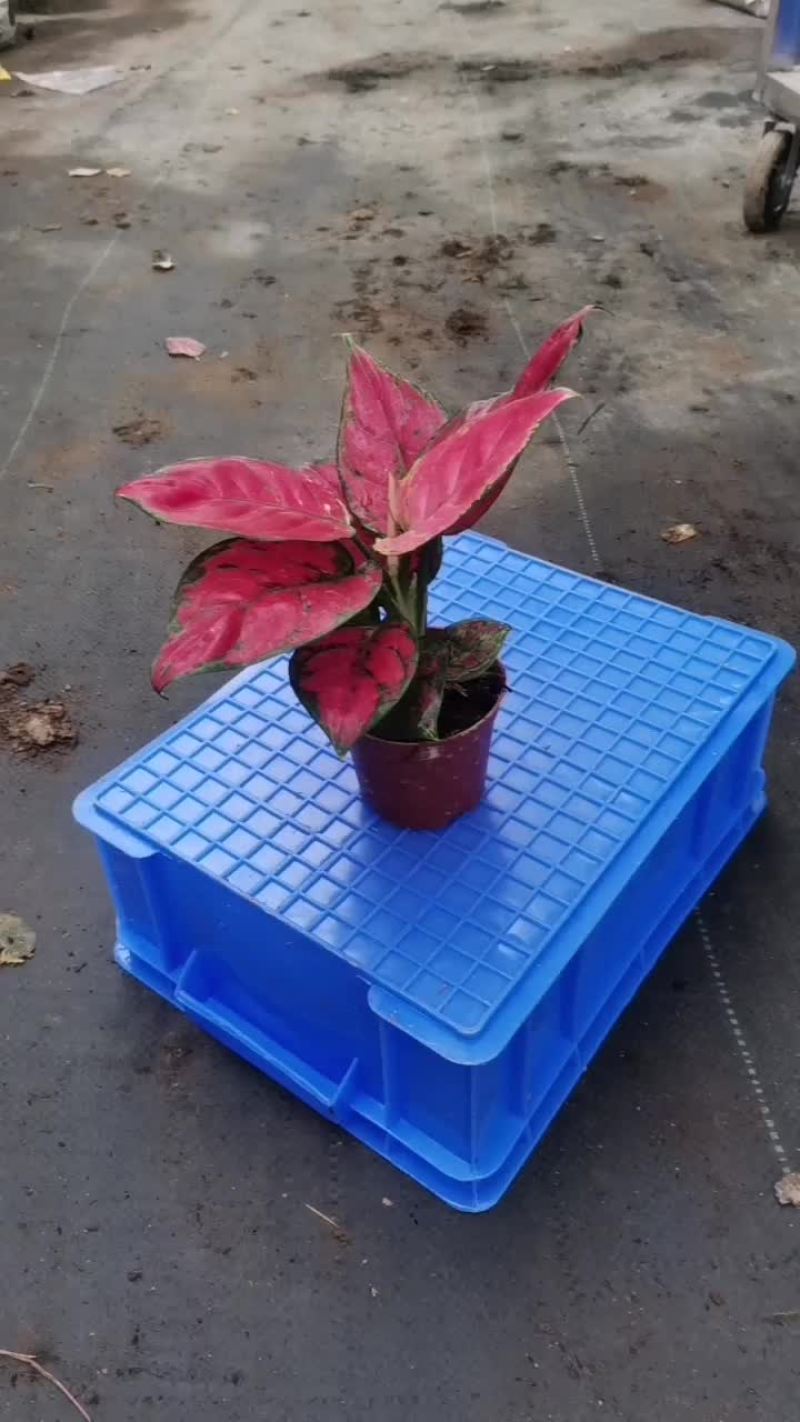 90的红如意