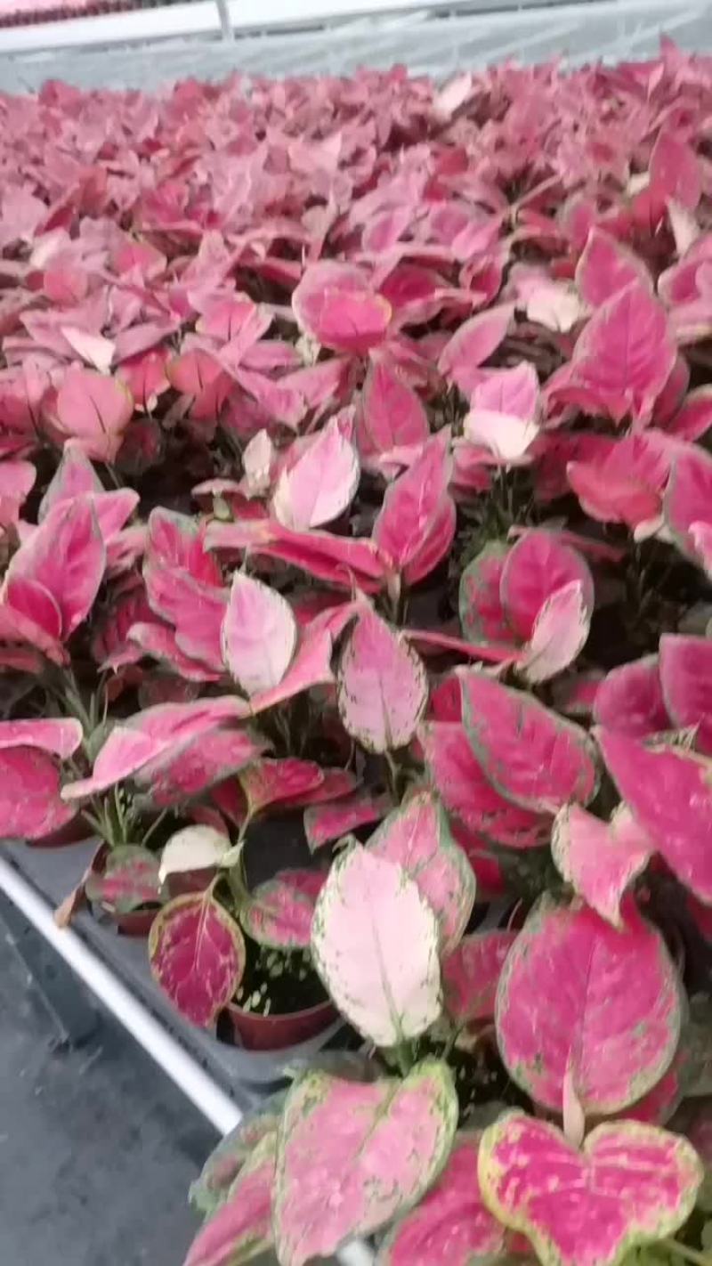 90的红如意