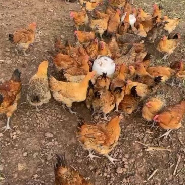 山林散养土鸡