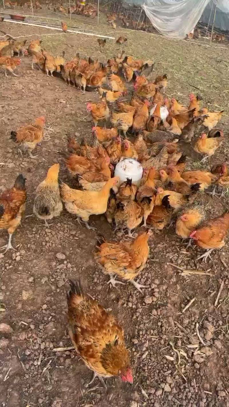 山林散养土鸡