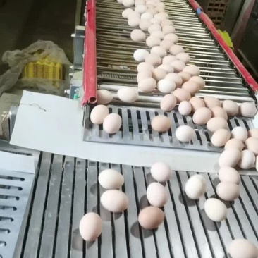 精品白凤土鸡蛋