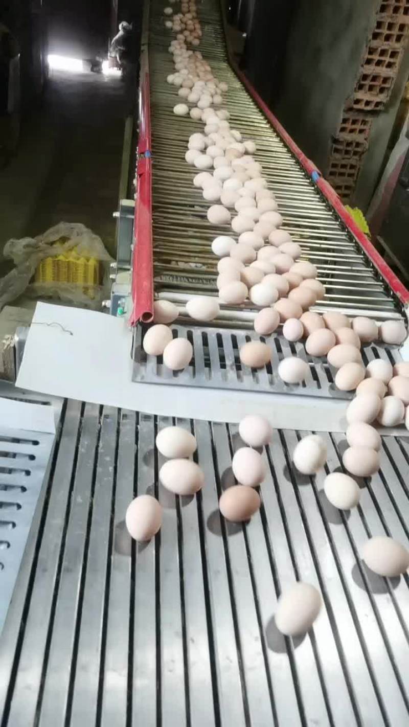 精品白凤土鸡蛋