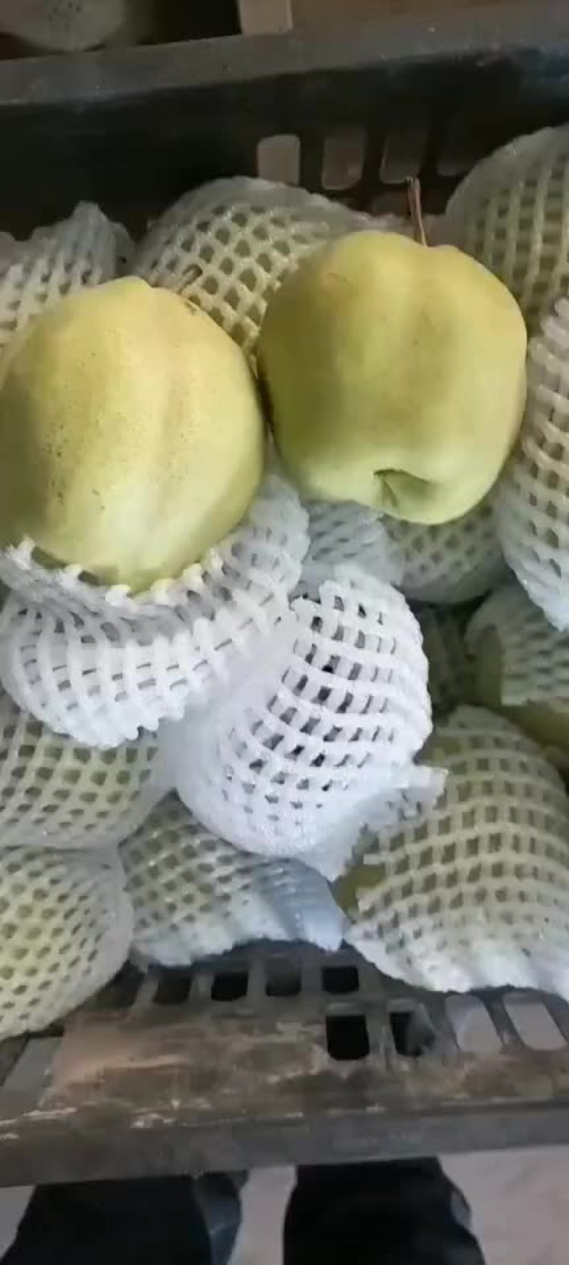 精品早酥梨