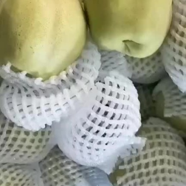 精品早酥梨