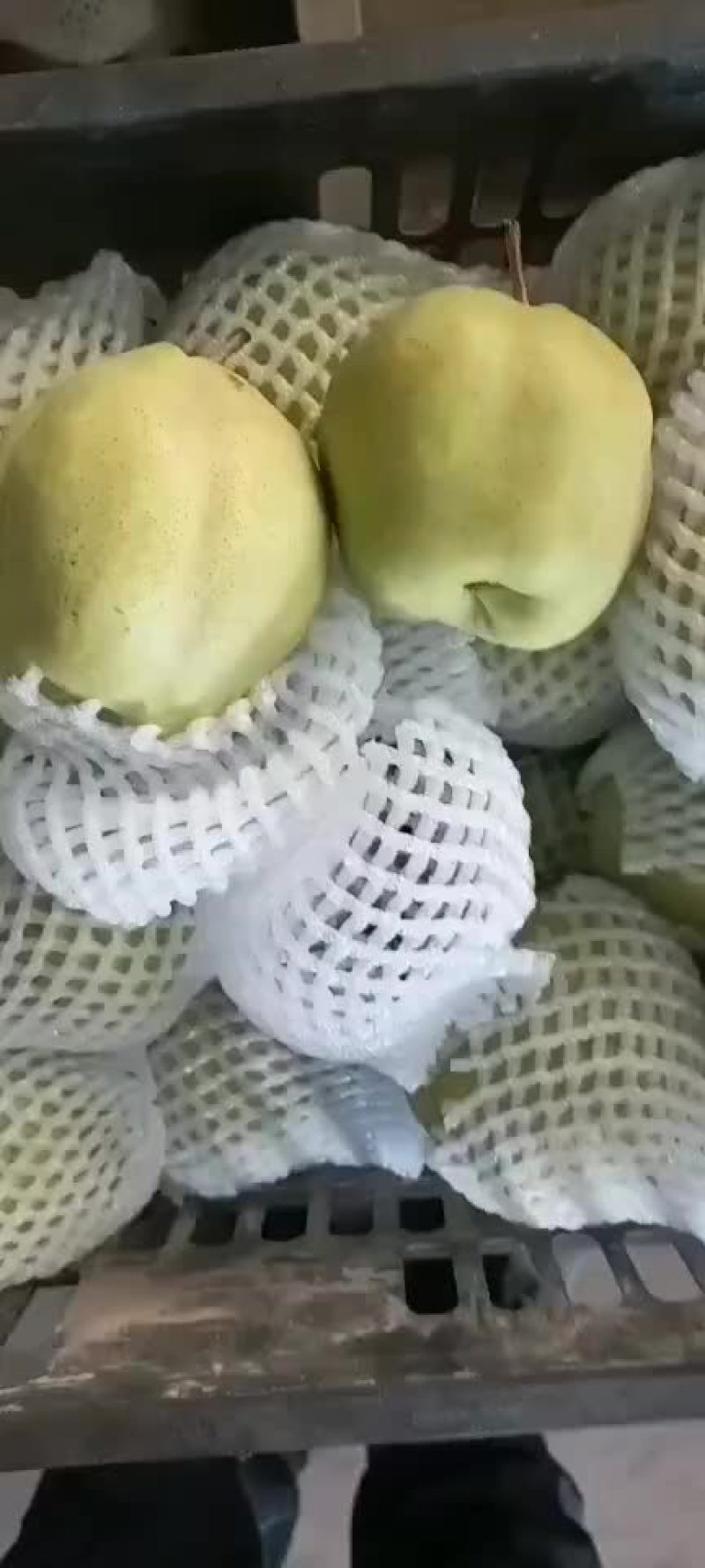 精品早酥梨