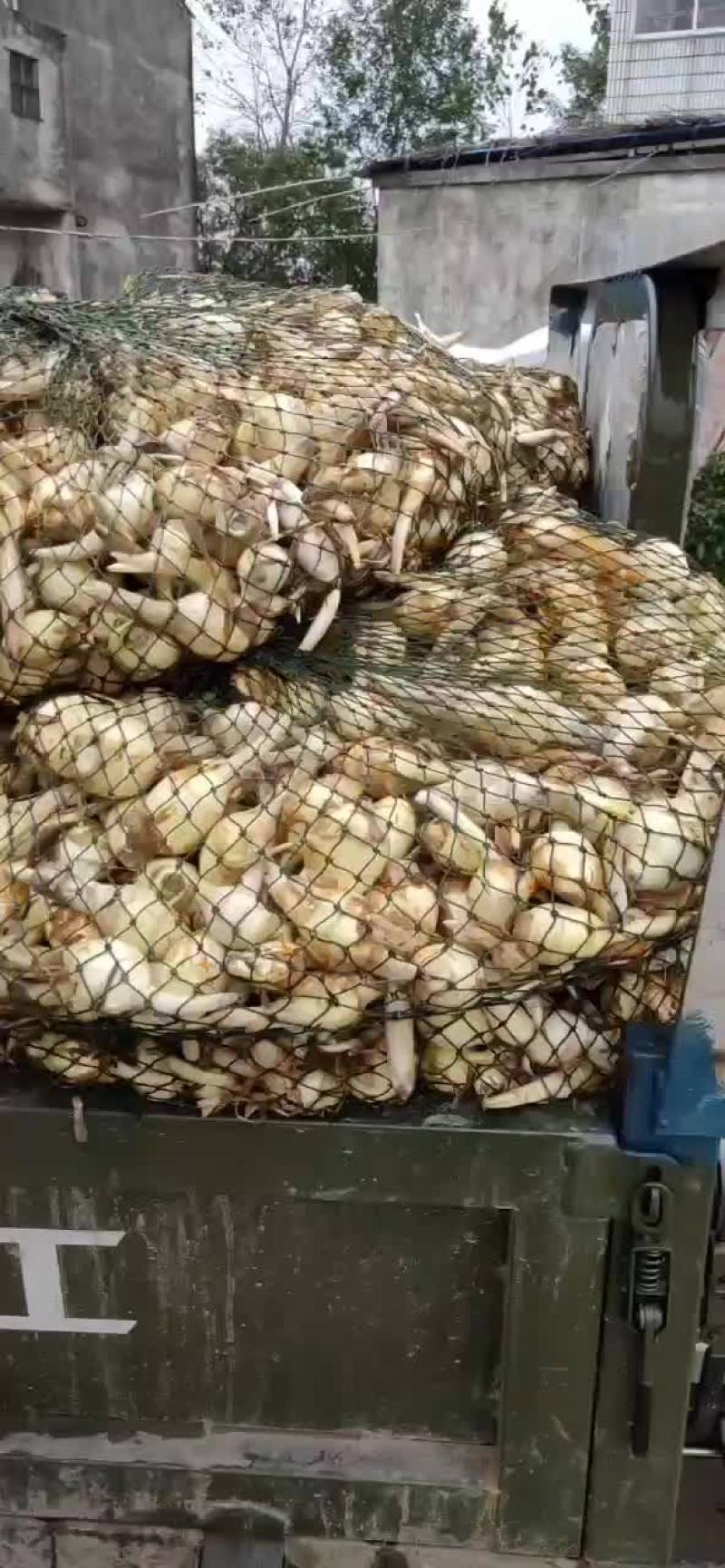 慈菇大中小