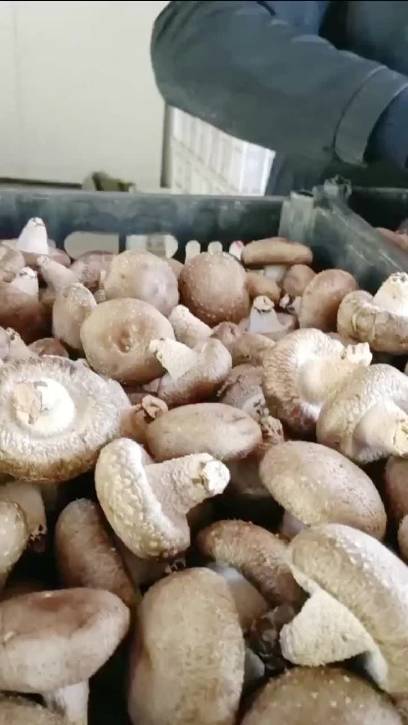 精品货