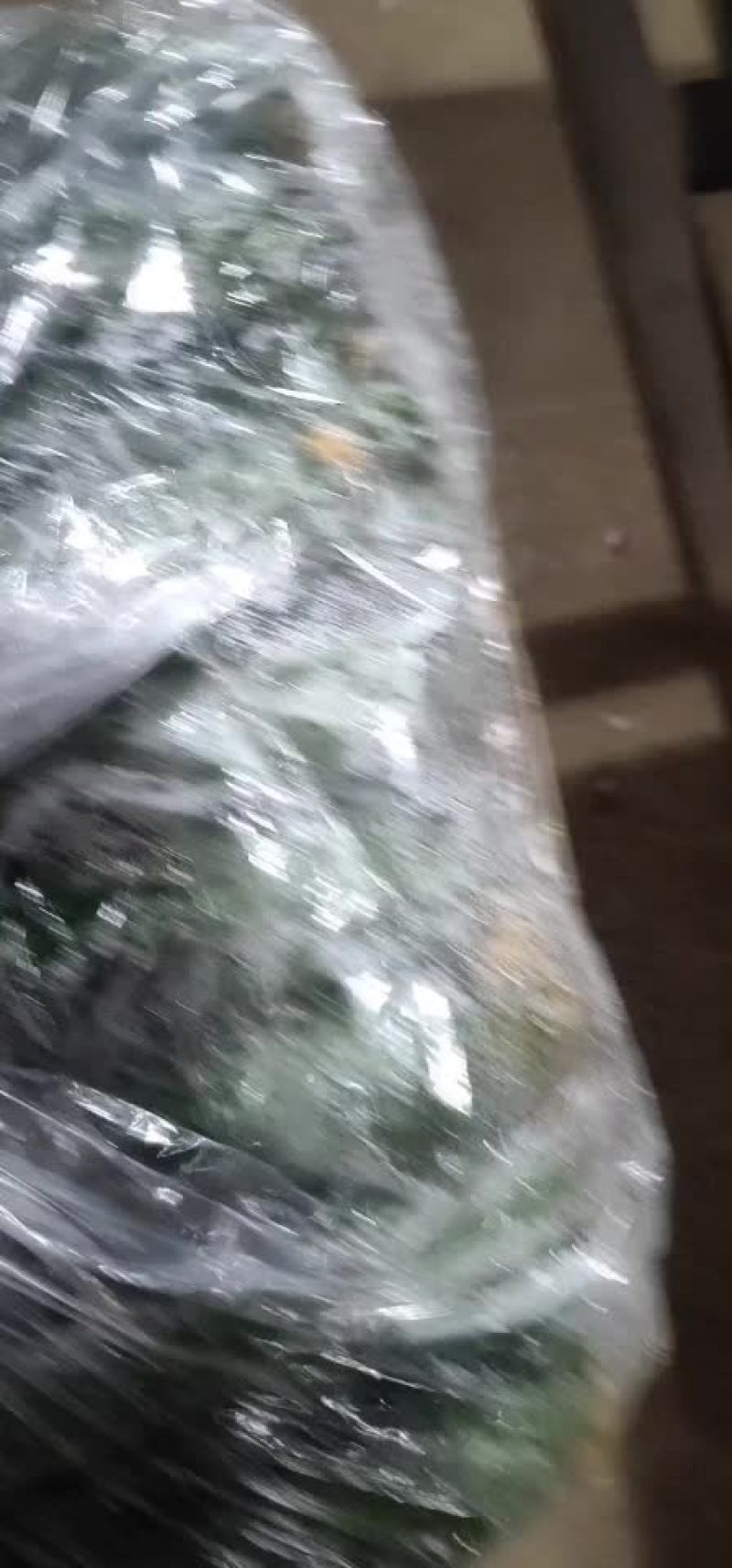 黄瓜