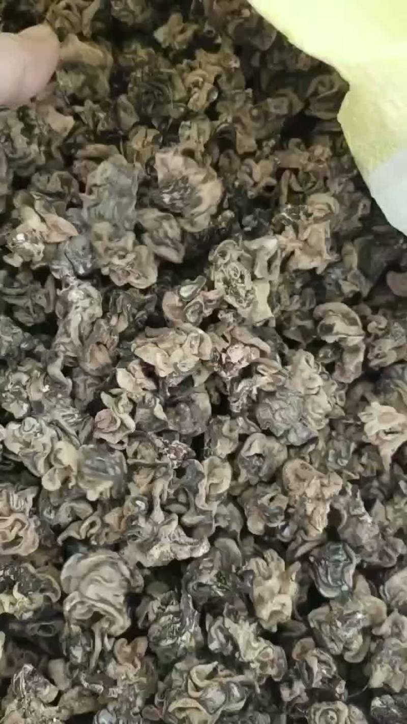 核桃菌，