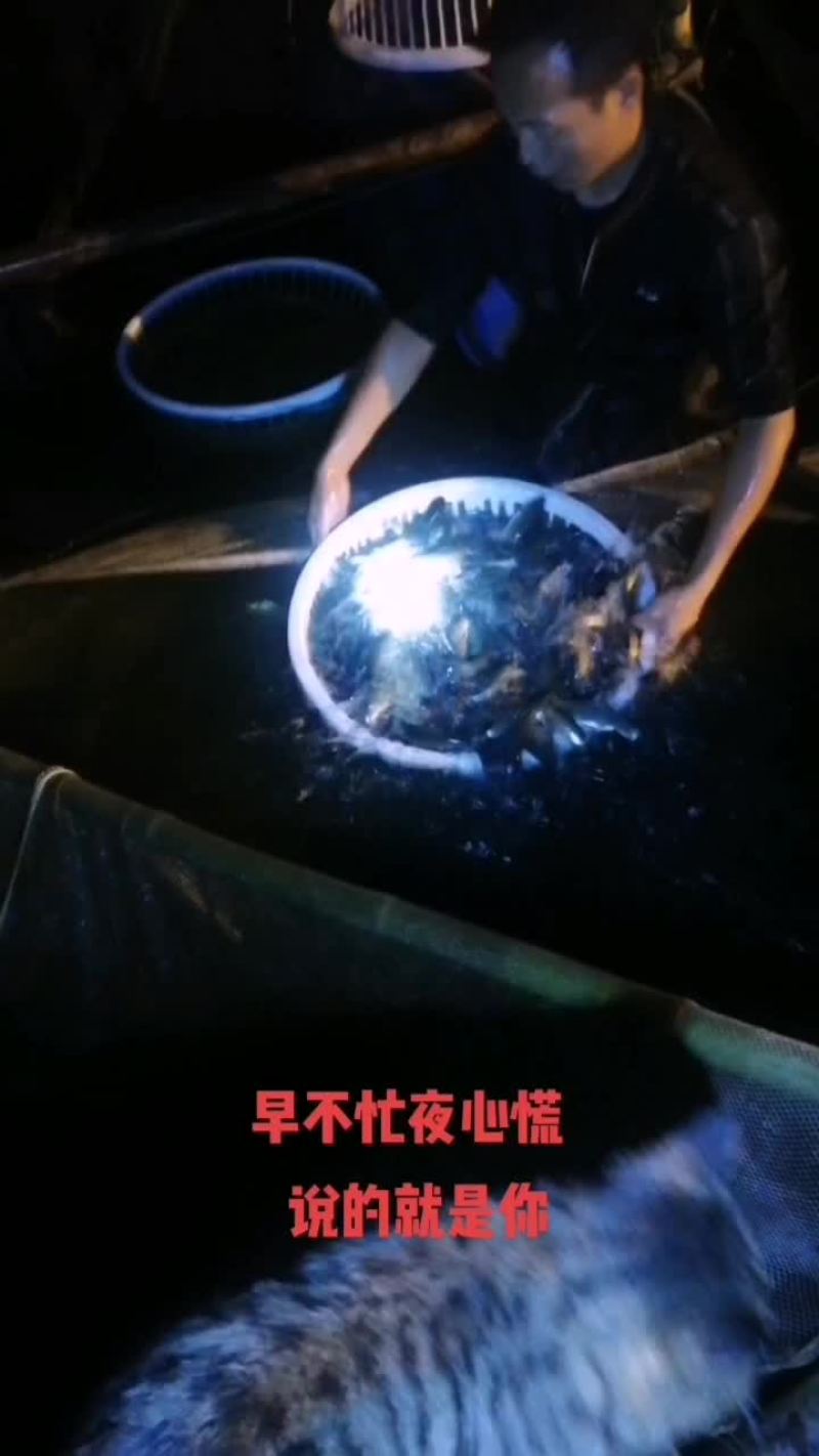 养鱼苗我是认真的。大量出售草鱼苗，花鲢苗，价格你说了算。