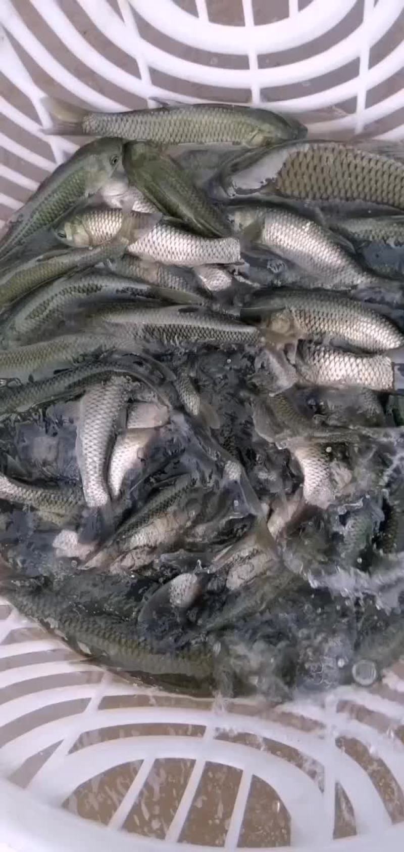 养鱼苗我是认真的。大量出售草鱼苗，花鲢苗，价格你说了算。