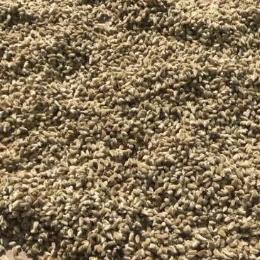 辛夷花玉兰花木笔花迎春花香料