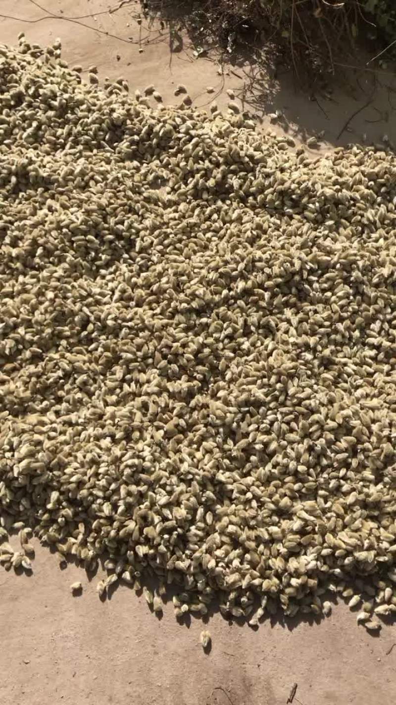 辛夷花玉兰花木笔花迎春花香料
