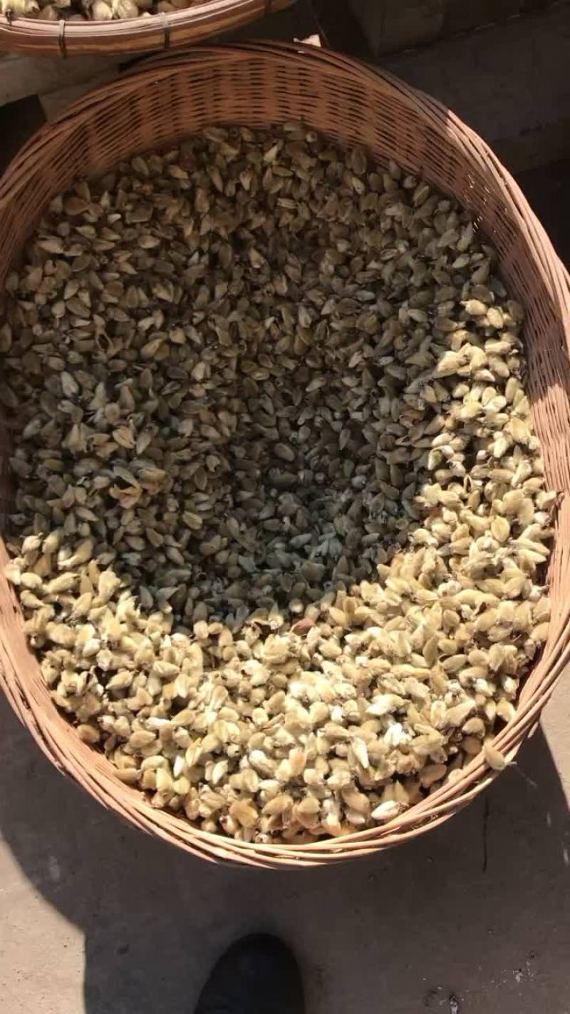 辛夷花玉兰花木笔花迎春花香料