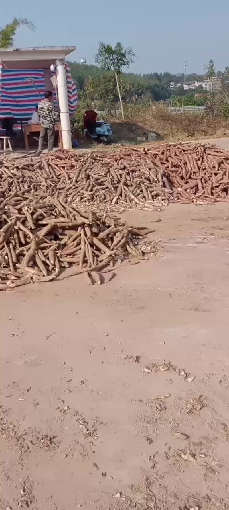 木薯