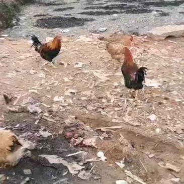 清远扇鸡