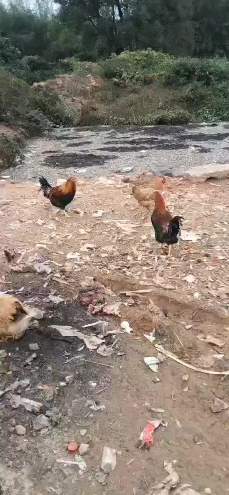 清远扇鸡