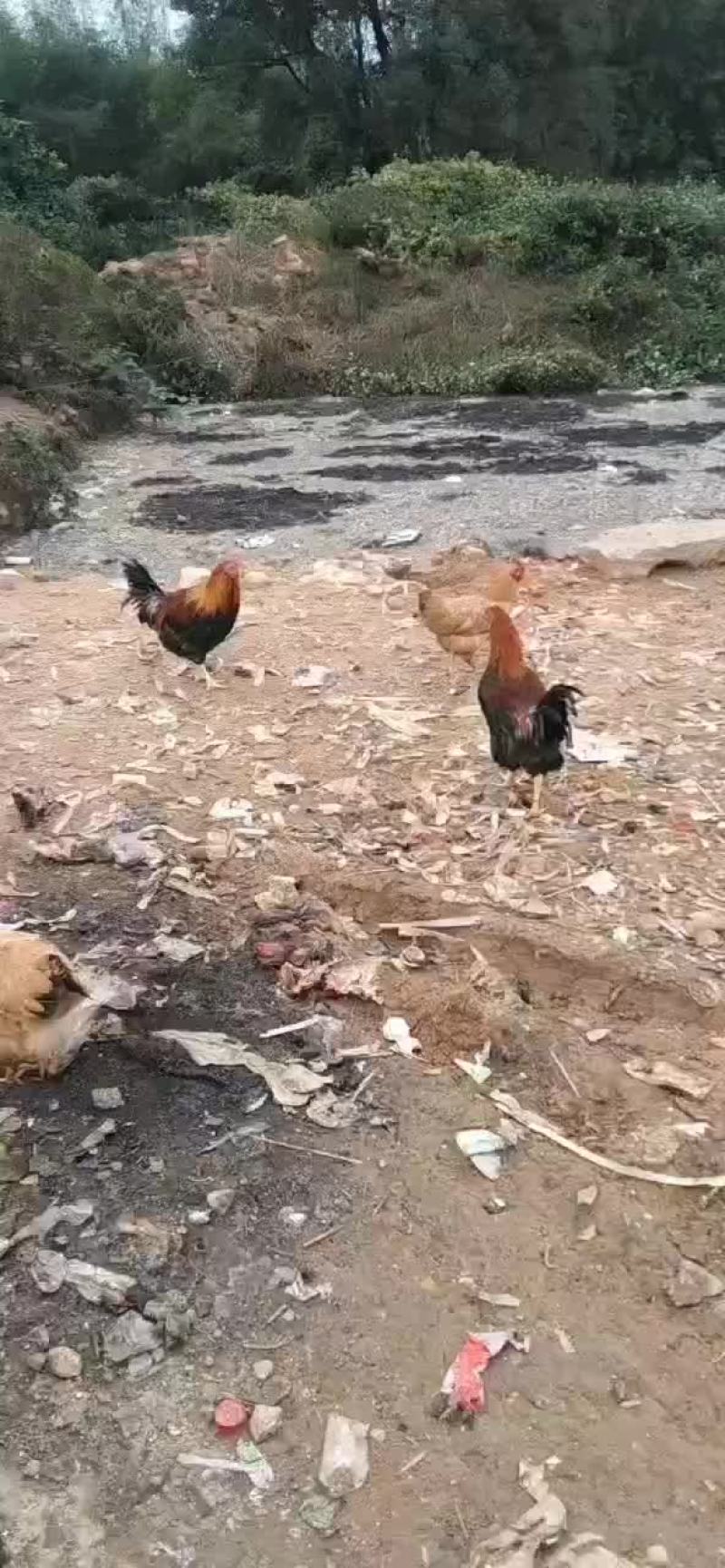 清远扇鸡