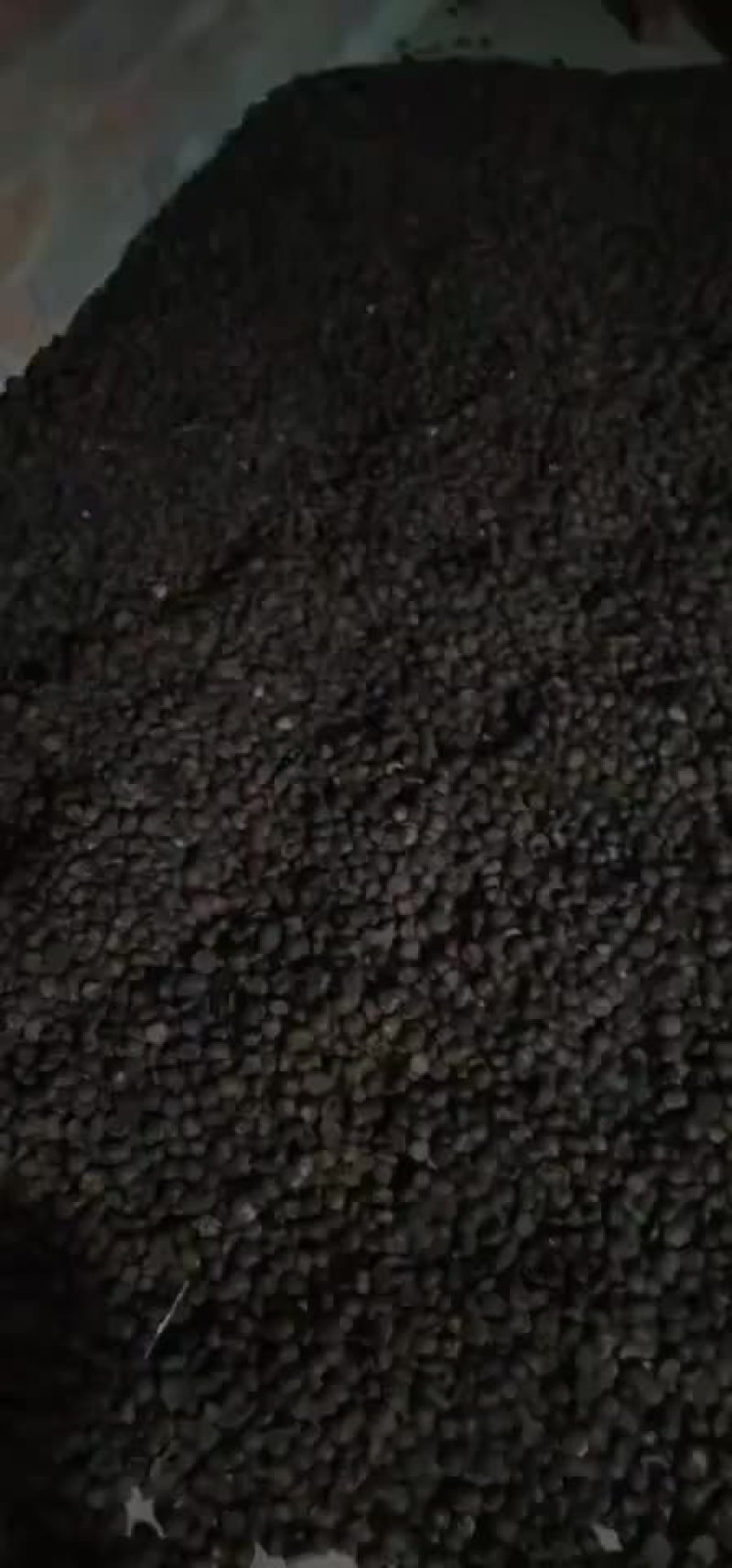 巴马县山茶油果