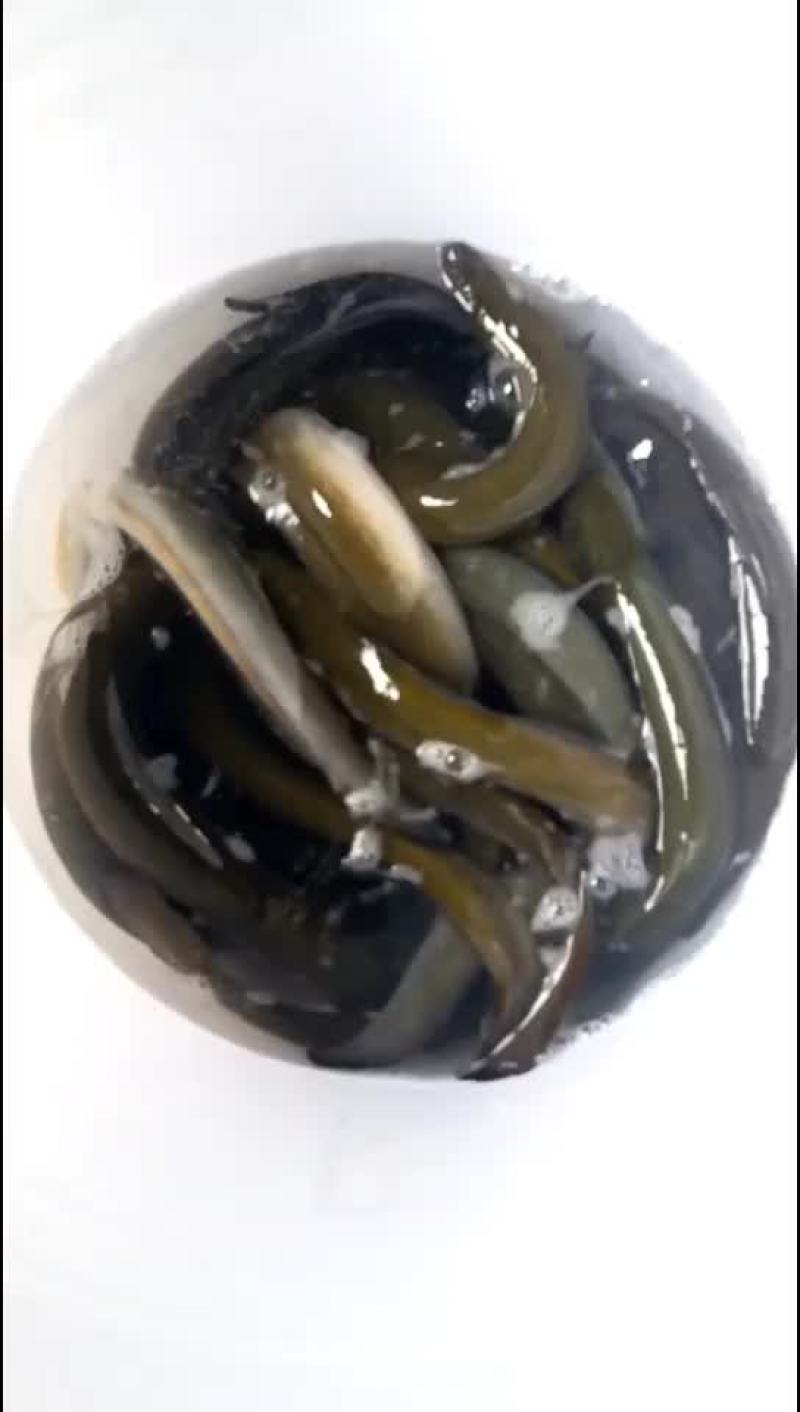 新西兰鳗鱼(冰川鳗)