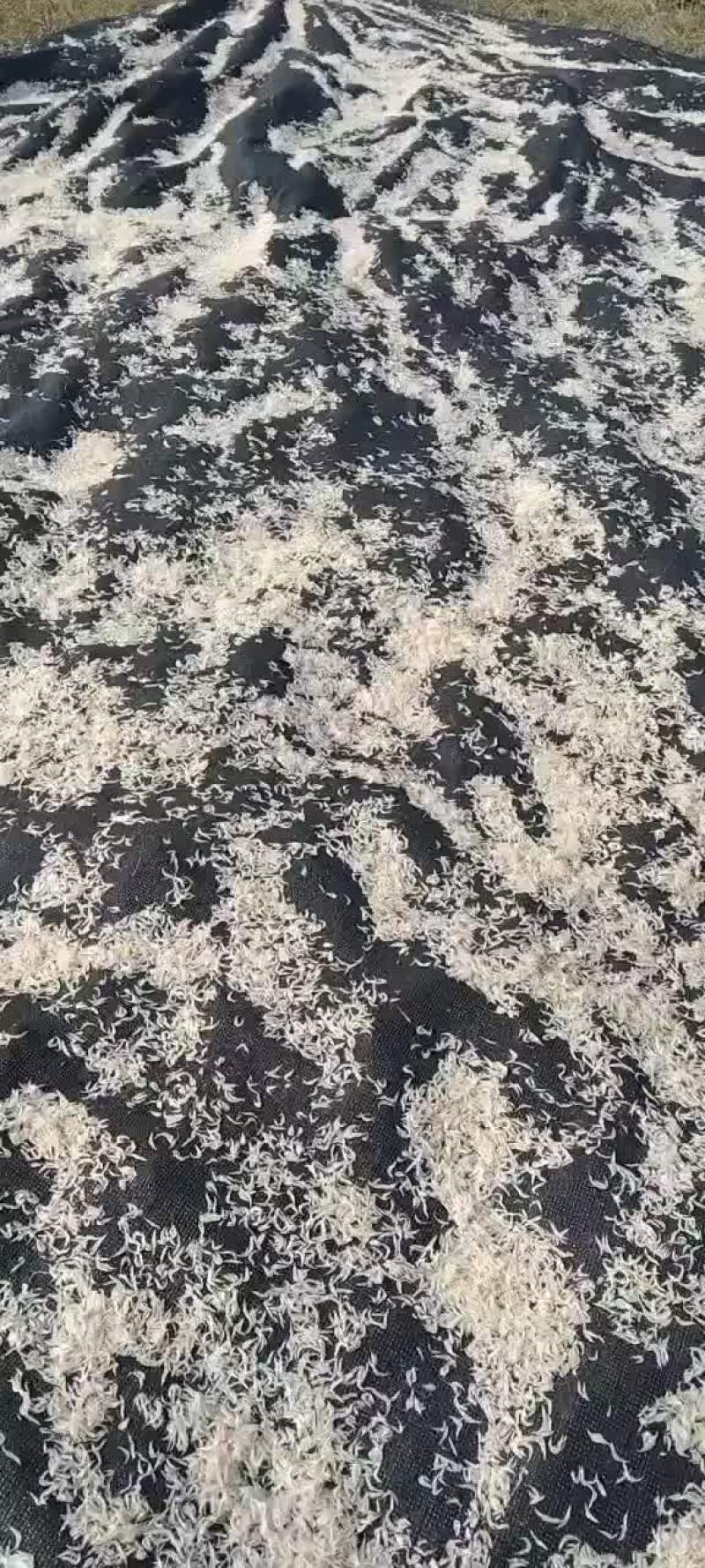 海鲜干货虾皮