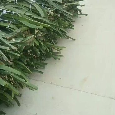 有大量无刺黄龙苗和燕窝果苗