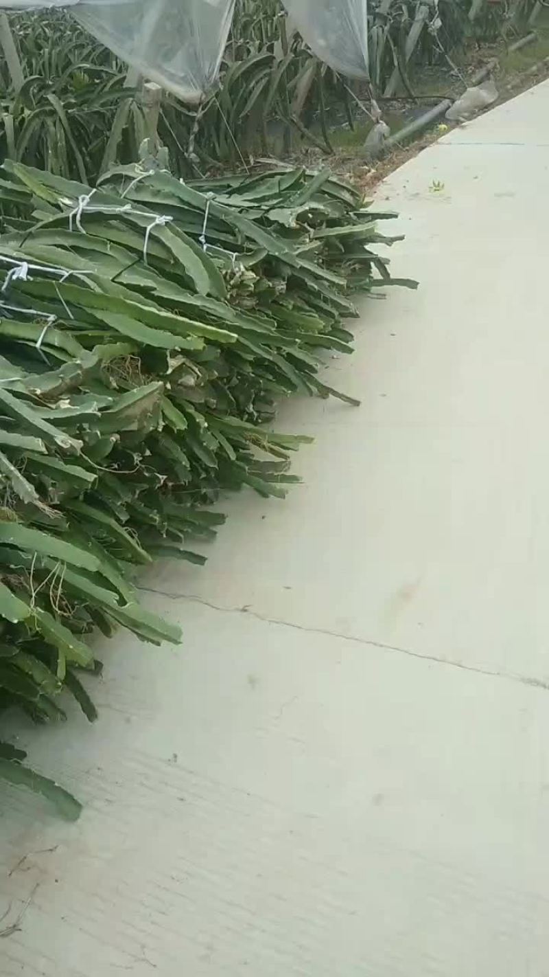 有大量无刺黄龙苗和燕窝果苗