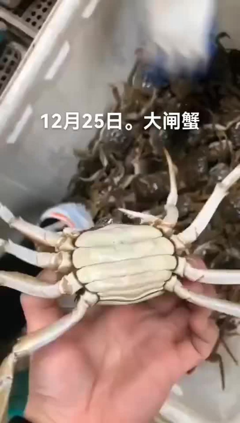 大闸蟹