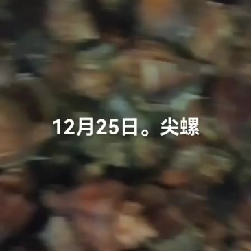 海螺。尖螺