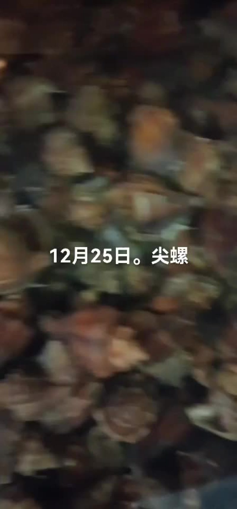 海螺。尖螺