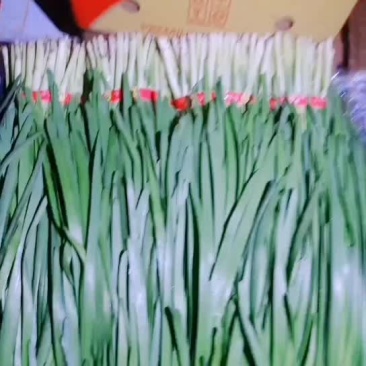 东北有机韭菜价格不贵质量好包饺子烙盒子好吃