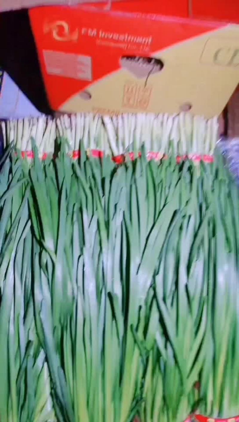 东北有机韭菜价格不贵质量好包饺子烙盒子好吃