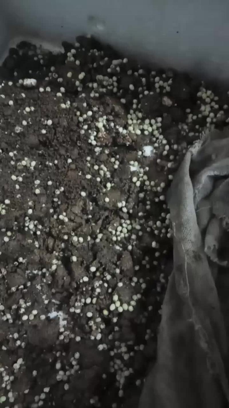 白玉蜗牛，自己养的，质量非常好