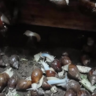 白玉蜗牛，自己养的，质量非常好
