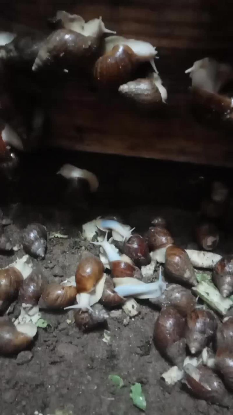 白玉蜗牛，自己养的，质量非常好