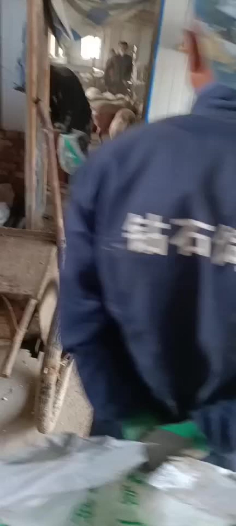 天水生猪