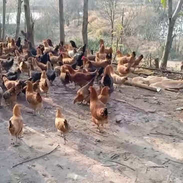 散养土鸡